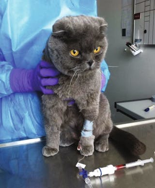 Les chats peuvent jouir d’une excellente qualité de vie tout en recevant une chimiothérapie